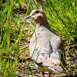 Mourning dove strolling in the backyard — Colorado Springs, CO.