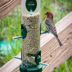 House Finch — Colorado Springs, CO.
