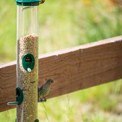 Goldfinch and a female house finch (I think) at the neighbor's feeder — Colorado Springs, CO.