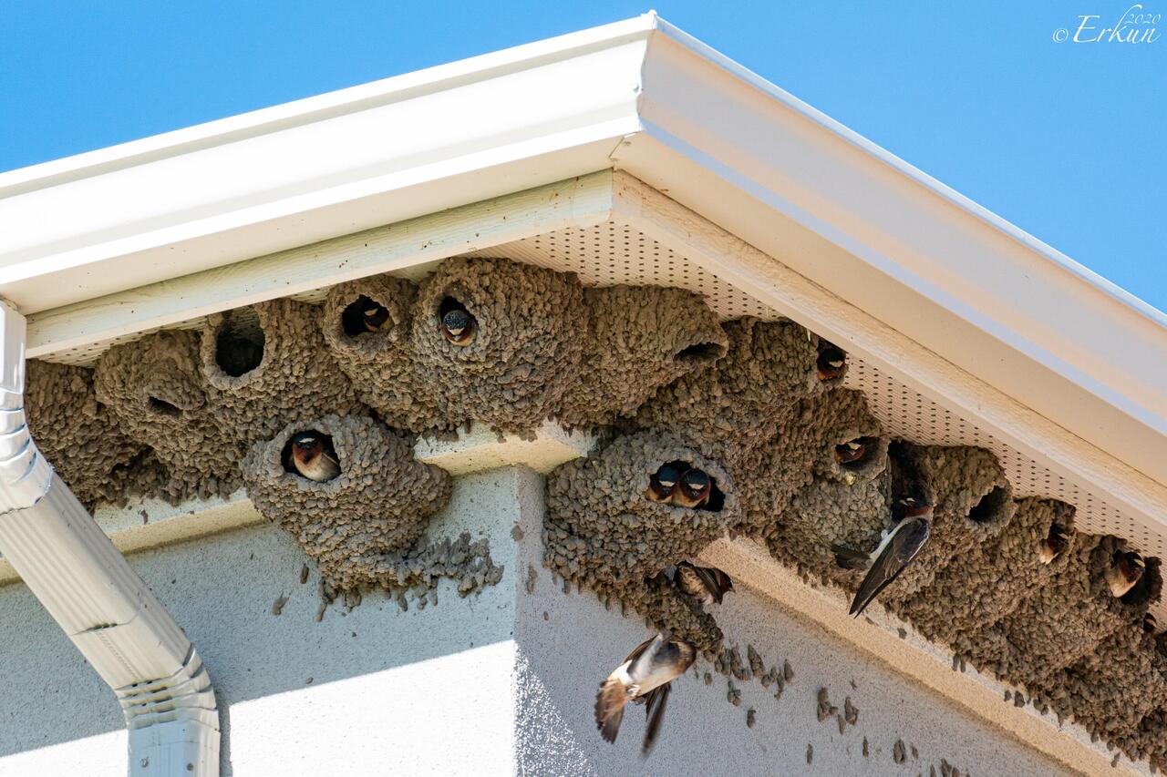 Cliff swallows nesting in the eaves of a house in the neighborhood — Colorado Springs, CO.