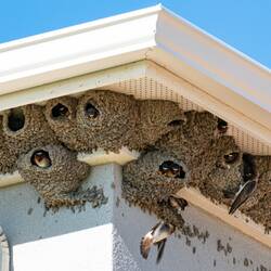 Cliff swallows nesting in the eaves of a house in the neighborhood — Colorado Springs, CO.