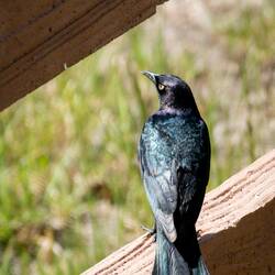 Brewer's Blackbird — Colorado Springs, CO.
