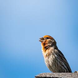 House finch serenading us from our roof — Colorado Springs, CO.
