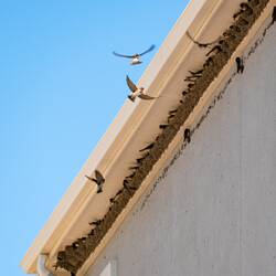 Starting a second row of nests! — Colorado Springs, CO.