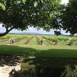 The Grape Escape No1