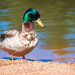 Papa mallard proudly posing for the camera — Farish Rec Area, CO.