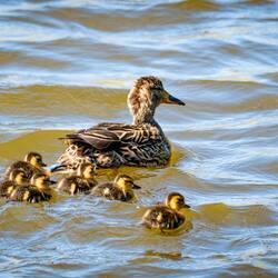 Mama mallard escorting her brood of ducklings across Lake Leo — Farish Rec Area, CO.