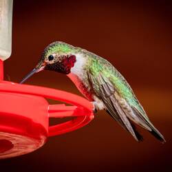 Broad-tailed hummingbird (adult male) @ the office feeder — Farish Rec Area, CO.