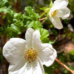 Boulder raspberry flower @ Rampart Reservoir — Colorado.