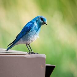 Mountain bluebird checking me out as I take a photo of him — Lake Leo, Farish Rec Area, CO.
