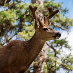 Mule deer buck posing for his 30 seconds of fame — Farish Rec Area, CO.