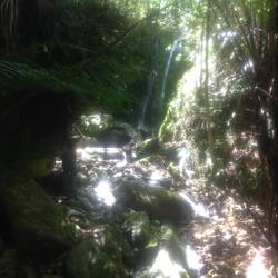 Virgin Rainforest