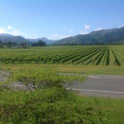 Vines as far as the eye can see