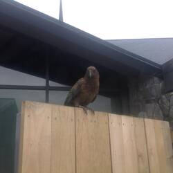 Our friendly Kea