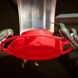 Broad-tailed hummingbirds enjoying a sweet treat — Farish Rec Area, CO.