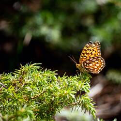 Some kind of fritillary (?) — Farish Rec Area, CO.