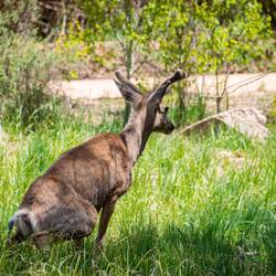 Mule deer taking care of business behind the honey bucket 🤪 — Farish Rec Area, CO.