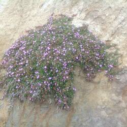 Flora clinging to the rocks
