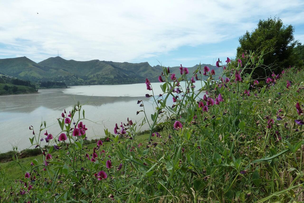 En route to Akaroa