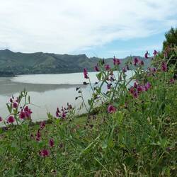 En route to Akaroa