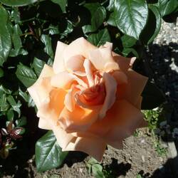 More wonderful roses