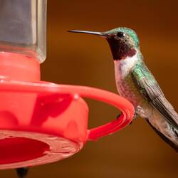 Broad-tailed hummingbird @ the office feeder — Farish Rec Area, CO.