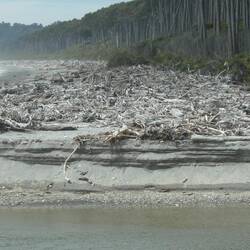 Oh the driftwood!