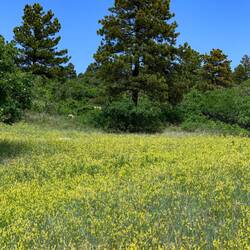 These fields of yellow were the most prevalent flowers on the trail — Cheyenne Mtn SP, COS, CO.
