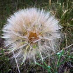 Dandelion Seedhead — Cheyenne Mtn SP, Colorado Springs, CO.