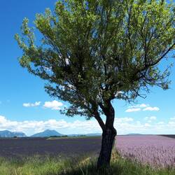 Sublimes fleurs du plateau de Valensole