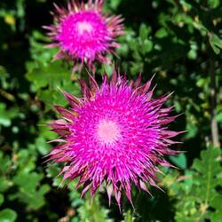 Musk Thistle — Cheyenne Mountain SP, Colorado Springs, CO.