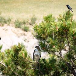 Is the hawk after blackbird chicks? These Brewer's blackbirds seem to think so. COS, CO.