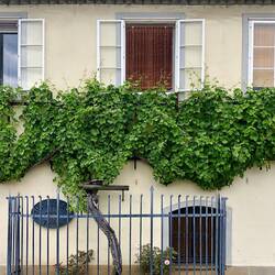 Älteste Weinrebe der 🌏(?)