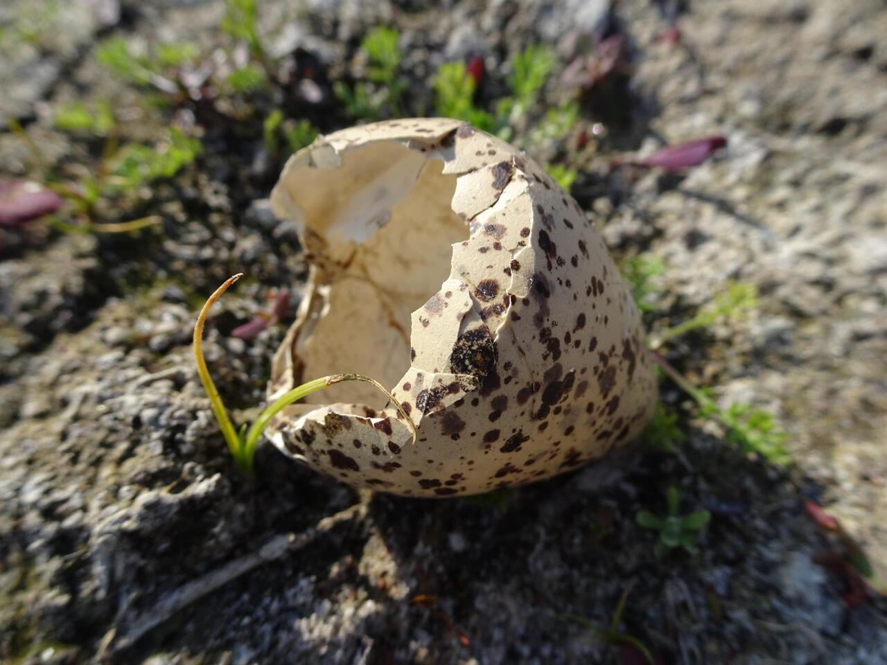 Eieieiei... 🥚😲