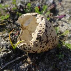 Eieieiei... 🥚😲
