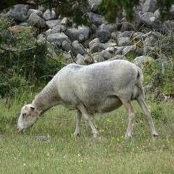 Da ist es: das weiße Schaf von Gotland.