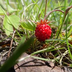 Wird aufjelöst m sogleich verspeist: Gotland-Wilderdbeere