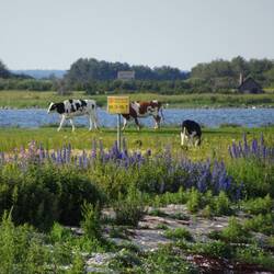 Kühe im Vogelschutzgebiet - aber sie können ja nicht lesen. 😉