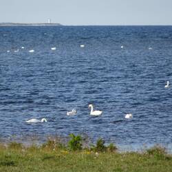 Hinter den Schwänen ist schon der nächste Leuchtturm zu sehen.