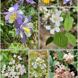 Wildflowers galore ... Colorado Columbine (top L and R) is the state flower.