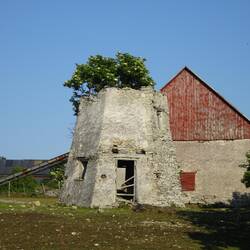 Hier wächst der Baum aus der Mühle.