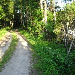 Schuld daran, dass der Wald so chaotisch aussieht...