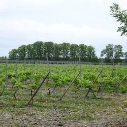 Ja, Gotland hat Weinbau. Das milde Klima scheint zu passen.