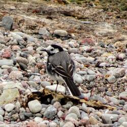 Du hast mich rausgebracht, jetzt fange ich von vorne an, die Steine zu zählen!