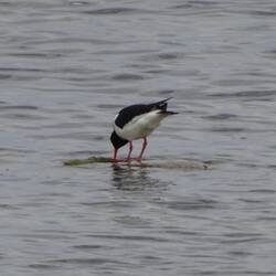 Ich glaub, für den Stein brauch' ich 'nen Schlagbohrer.