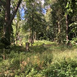 Alter jüdischer Friedhof völlig überwachsen