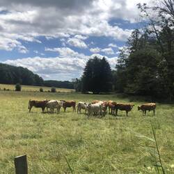 Da brettern zig autos am tag entlang aber bei einem fußgänger wurden die bullen alle ganz schreckhaf