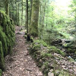 War nochmal schön so im dichten wald