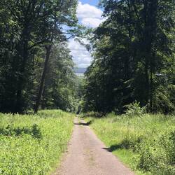 Mitten im Wald mal nen Kilometer Asphalt