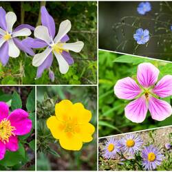 Wild flowers — Top of the Rockies Scenic Byway, Colorado.